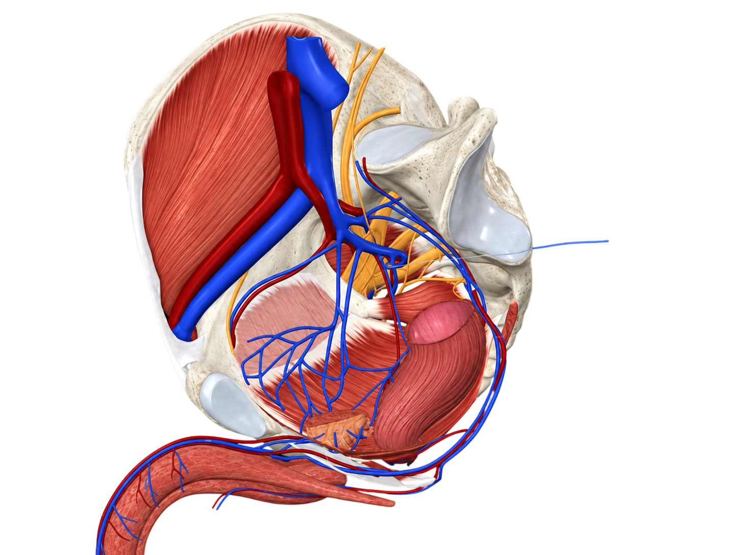 Pudendal Artery Angioplasty and Stenting 12 Detailed Pelvic Anatomy Cutaway Photoroom